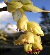 Corylopsis spicata - Hohe Scheinhasel - Ährige Scheinhasel/Blumenhasel - 60-80cm von Baumschule Pflanzenvielfalt