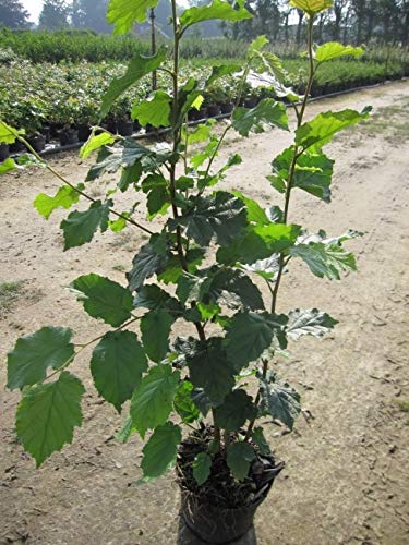 Corylus avellana - Gemeine Hasel - Haselnussstrauch 60-100 Verpackungseinheit 1 von Baumschule Pflanzenvielfalt