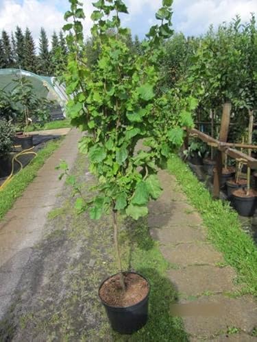 Corylus avellana Twister - Korkenzieher-Haselnuss Twister - 80 von Baumschule Pflanzenvielfalt