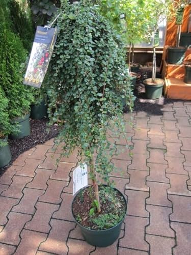Cotoneaster dammerii Winterjuwel - Teppichmispel - Veredelung auf 90 cm Hochstamm - von Baumschule Pflanzenvielfalt