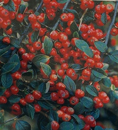 Cotoneaster dielsianus - Diels Zwergmispel - Graue Strauchmispel - Felsenmispel Größe 125-150 cm von Baumschule Pflanzenvielfalt