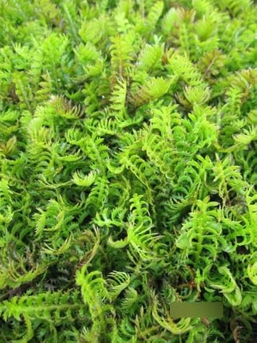 Cotula squalida - Farn-Fiederpolster Verpackungseinheit 10 von Baumschule Pflanzenvielfalt