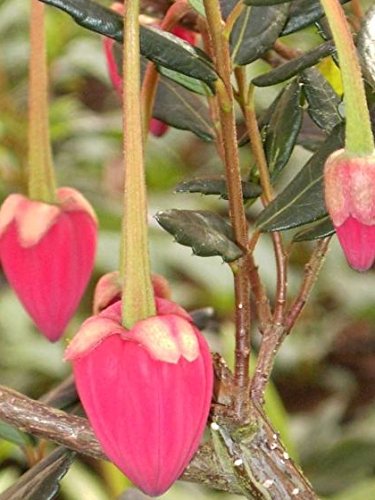 Crinodendron hookerianum (30-40 cm) - Elaeocarpaceae (Roter Laternenbaum) von Baumschule Pflanzenvielfalt