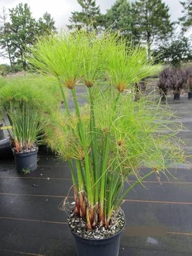 Cyperus papyrus Nofretete - Zwergpapyrus Nofretete Cyperus papyrus Nofretete - Zwergpapyrus Nofretete von Baumschule Pflanzenvielfalt
