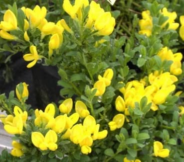 Cytisus decumbens - Kissenginster - 20-30 von Baumschule Pflanzenvielfalt