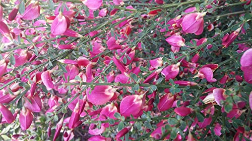 Cytisus scoparius Boskoop Ruby - Edelginster Boskoop Ruby von Baumschule Pflanzenvielfalt