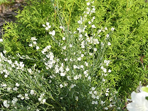 Cytisus x praecox Albus - Elfenbein-Ginster Albus Größe 40-60 cm von Baumschule Pflanzenvielfalt
