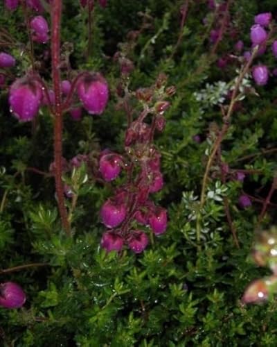 Daboecia scotica William Buchanan - Irische Heide - Schottische Heide Verpackungseinheit 5 von Baumschule Pflanzenvielfalt
