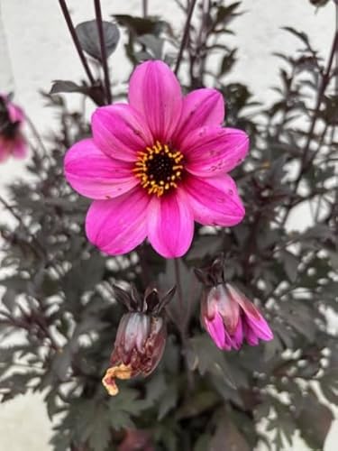 Dahlie Mystic Dreamer - Dahlia Mystic Dreamer von Baumschule Pflanzenvielfalt