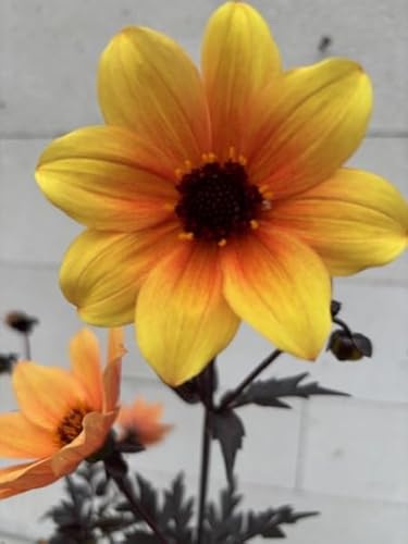 Dahlie Mystic Spirit - Dahlia Mystic Spirit von Baumschule Pflanzenvielfalt