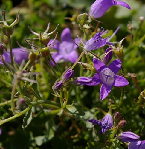 Dalmatiner Glockenblume Nice to see - Campanula portenschlagiana Nice to see von Baumschule Pflanzenvielfalt