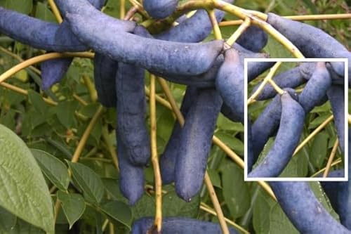 Decaisnea fargesii - Blaugurkenbaum (Blauschote) Größe 40-60 cm von Baumschule Pflanzenvielfalt