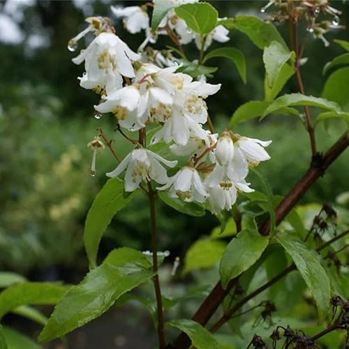 Deutzia glaucophylla - Maiblumenstrauch 60-100 von Baumschule Pflanzenvielfalt