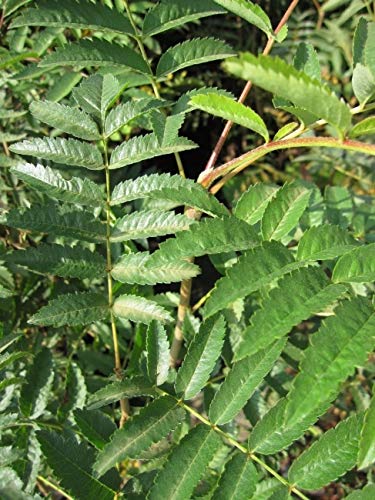 Eberesche - Vogelbeere - Drosselbeere - Sorbus aucuparia Größe 60-100 cm von Baumschule Pflanzenvielfalt