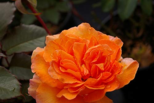 Edelrose Doris Tystermann® - Rosa Doris Tystermann® - Teehybride - kupfer-orange - Duft+ von Baumschule Pflanzenvielfalt