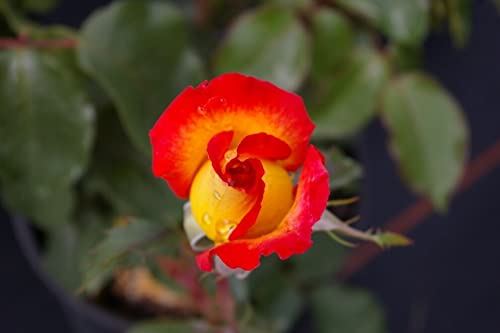 Edelrose Two Colours® - Rosa Two Colours® - Teehybride - gelb-rot - Duft++++ von Baumschule Pflanzenvielfalt