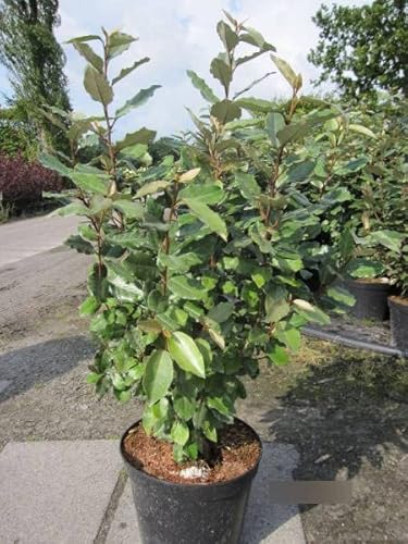 Elaeagnus ebbingei compacta - kompakte wintergrüne Oelweide von Baumschule Pflanzenvielfalt