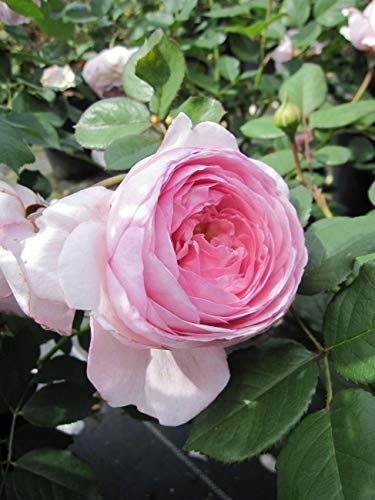 Englische Rose Geoff Hamilton® - Rosa Geoff Hamilton® - zartrosa - Duft++ - Austin-Rose von Baumschule Pflanzenvielfalt