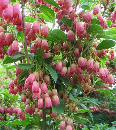 Enkianthus campanulatus Ruby Glow - Rotblühende Prachtglocke von Baumschule Pflanzenvielfalt