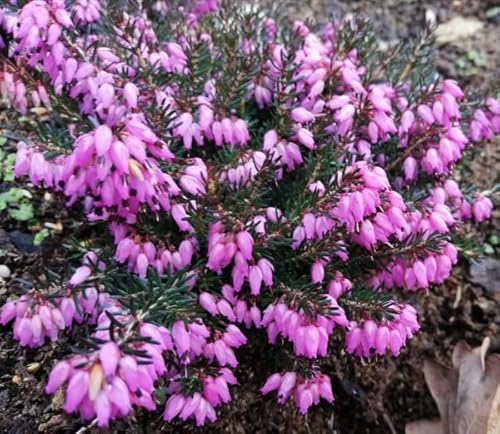 Erica carnea Lohse's Rubin - Winterheide Lohses Rubin von Baumschule Pflanzenvielfalt