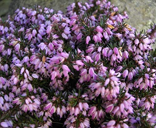 Erica carnea Memory - Winterheide Memory Erica carnea Memory - Winterheide Memory von Baumschule Pflanzenvielfalt