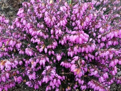 Erica carnea Peggy - Winterheide Erica carnea Peggy - Winterheide von Baumschule Pflanzenvielfalt