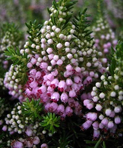 Erica vagans St. Keverne - Cornwallheide von Baumschule Pflanzenvielfalt
