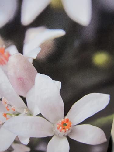 Eriostemon Flower Girl White - Langblättrige Wachsblume - 25-30cm von Baumschule Pflanzenvielfalt