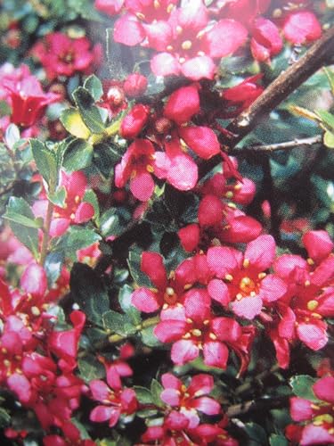 Escallonia Red Elf - Andenstrauch Red Elf - 30-40cm von Baumschule Pflanzenvielfalt