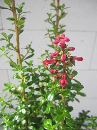 Escallonia Red Tower - Andenstrauch Red Tower - 40-60cm von Baumschule Pflanzenvielfalt