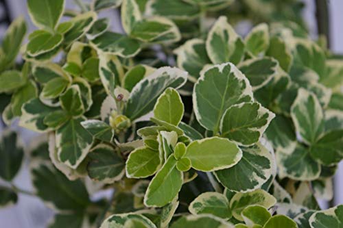 Euonymus fortunei Emerald Gaiety - Weißbunte Kriechspindel Stückzahl Rabatt 10er-Paket von Baumschule Pflanzenvielfalt