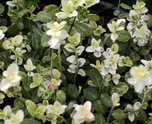 Euonymus fortunei Silverstone® - Bunter Zwergspindelstrauch 10-15cm von Baumschule Pflanzenvielfalt