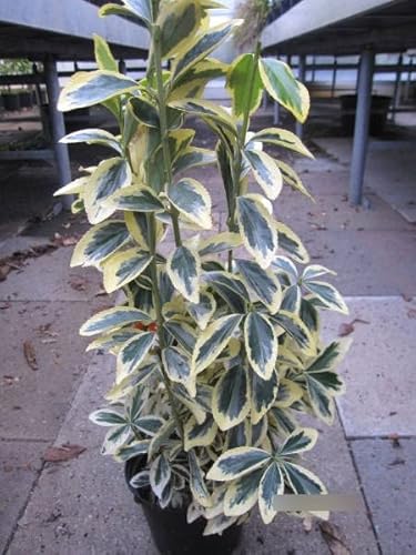 Euonymus japonicus Chollipo - Spindelstrauch Chollipo 40-60 von Baumschule Pflanzenvielfalt