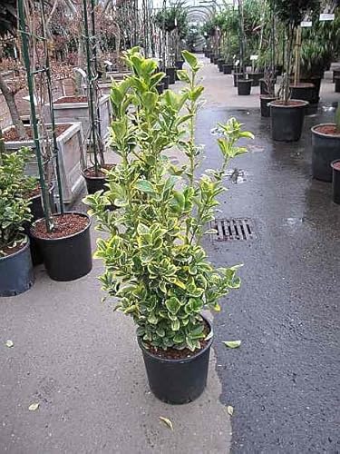 Euonymus japonicus Elegantissima Aurea - Japanischer - Gelbbunter - Spindelstrauch 50-60 von Baumschule Pflanzenvielfalt