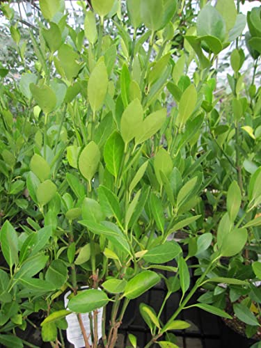 Euonymus japonicus Green Millennium ® - Japanischer Spindelstrauch 30-40 von Baumschule Pflanzenvielfalt