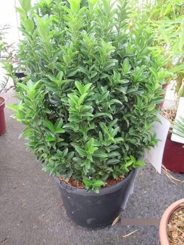 Euonymus japonicus Green Wonder - japanischer Spindelstrauch Green Wonder Euonymus japonicus Green Wonder - japanischer Spindelstrauch Green Wonder von Baumschule Pflanzenvielfalt