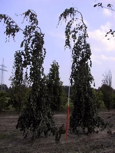 Fagus sylvatica Purpurea Pendula - Hänge Blutbuche - Trauerblutbuche - Schwarzrote Hängebuche von Baumschule Pflanzenvielfalt