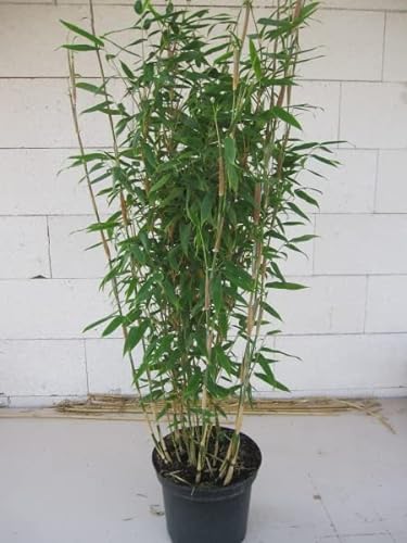 Fargesia robusta Campbell® - robuster Heckenbambus 80-100 cm Verpackungseinheit 10 von Baumschule Pflanzenvielfalt