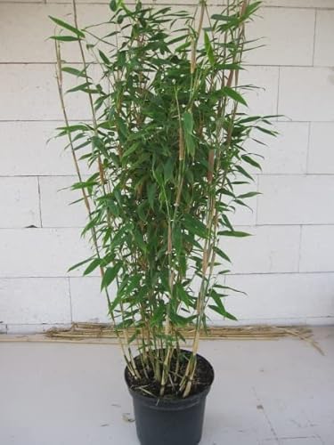 Fargesia robusta Campbell® - robuster Heckenbambus 80-100 cm Verpackungseinheit 3 von Baumschule Pflanzenvielfalt