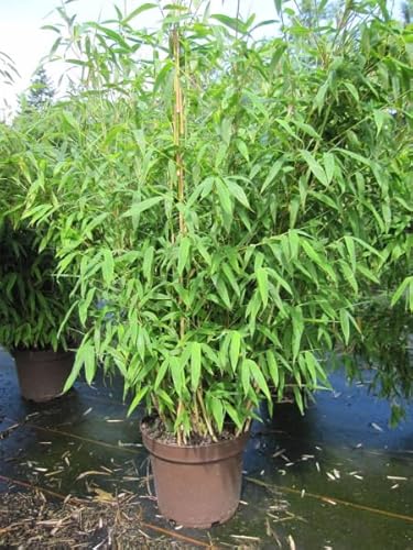 Fargesia robusta Pingwu - robuster Bambus Pingwu Größe 120-150cm von Baumschule Pflanzenvielfalt
