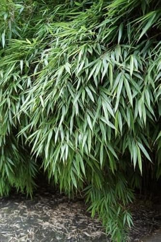 Fargesia rufa - Bambus Rufa Größe 80-100 cm von Baumschule Pflanzenvielfalt