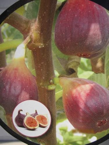 Feige Madeleine de deux Saisons - Ficus carica Madeleine de Saisons von Baumschule Pflanzenvielfalt
