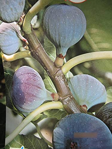Ficus carica Dauphine - Feige carica Dauphine von Baumschule Pflanzenvielfalt