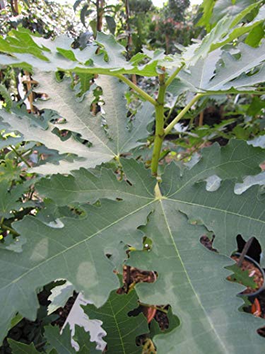 Ficus carica Ice Crystal - Feige Ice Crystal von Baumschule Pflanzenvielfalt