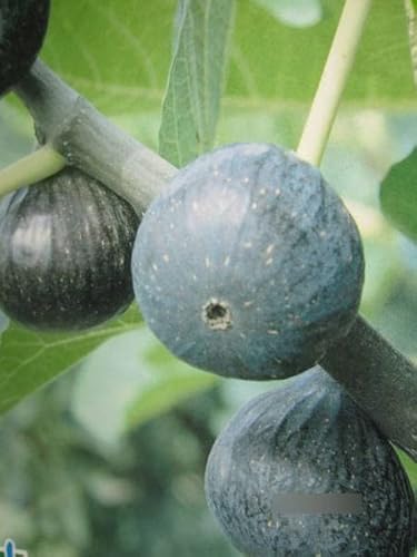 Ficus carica Ronde de Bordeaux - Feige carica Ronde de Bordeaux von Baumschule Pflanzenvielfalt