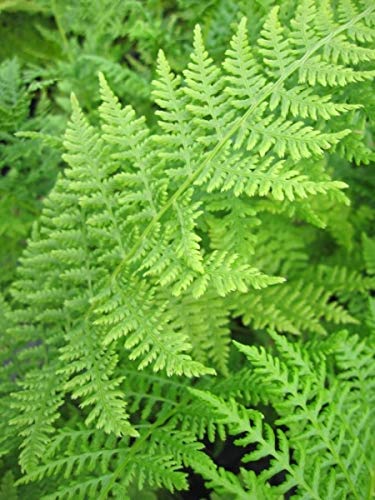 Frauenfarn - Gemeiner Waldfarn - Athyrium filix femina von Baumschule Pflanzenvielfalt