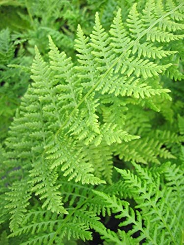 Frauenfarn - Gemeiner Waldfarn - Athyrium filix femina von Baumschule Pflanzenvielfalt