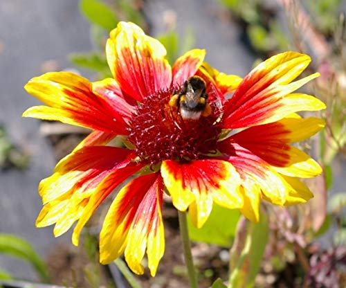 Gaillardia aristata Kobold - Kokardenblume - Verpackungseinheit 3 von Baumschule Pflanzenvielfalt