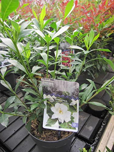 Gardenia jasminoides Sweetheart - Gardenie Sweetheart 25-30 Gardenia jasminoides Sweetheart - Gardenie Sweetheart 25-30 von Baumschule Pflanzenvielfalt
