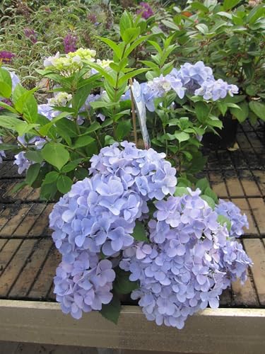 Garland Hydrangea macrophylla French Bolero ® - Girlanden-Hortensie - 30-40 cm von Baumschule Pflanzenvielfalt